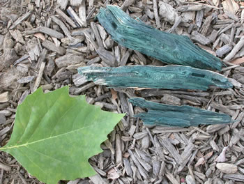 Chlorociboria aeruginascens