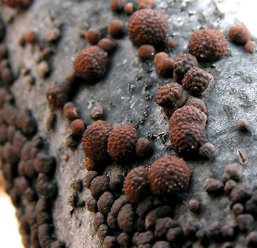 Danish fungi as represented in the herbarium of ERostrup . If f 1 iH 1 lirifl ij 1 1 ,M Ill;II ii lil 1 J^ Fig. 29-30: Herpotrichia rubi Fuckel, hab.-p. asc.