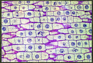 Biological cellular image