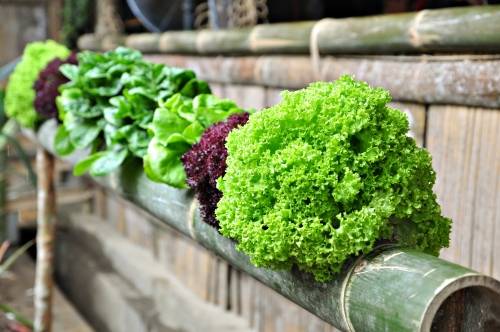 garden of lettuce