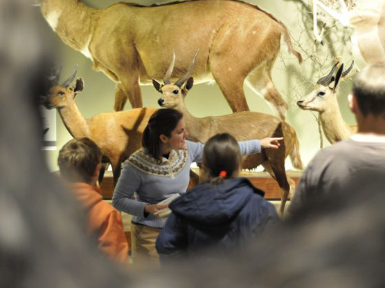 tour guide teaching children about elephants at the Oakes Museum.