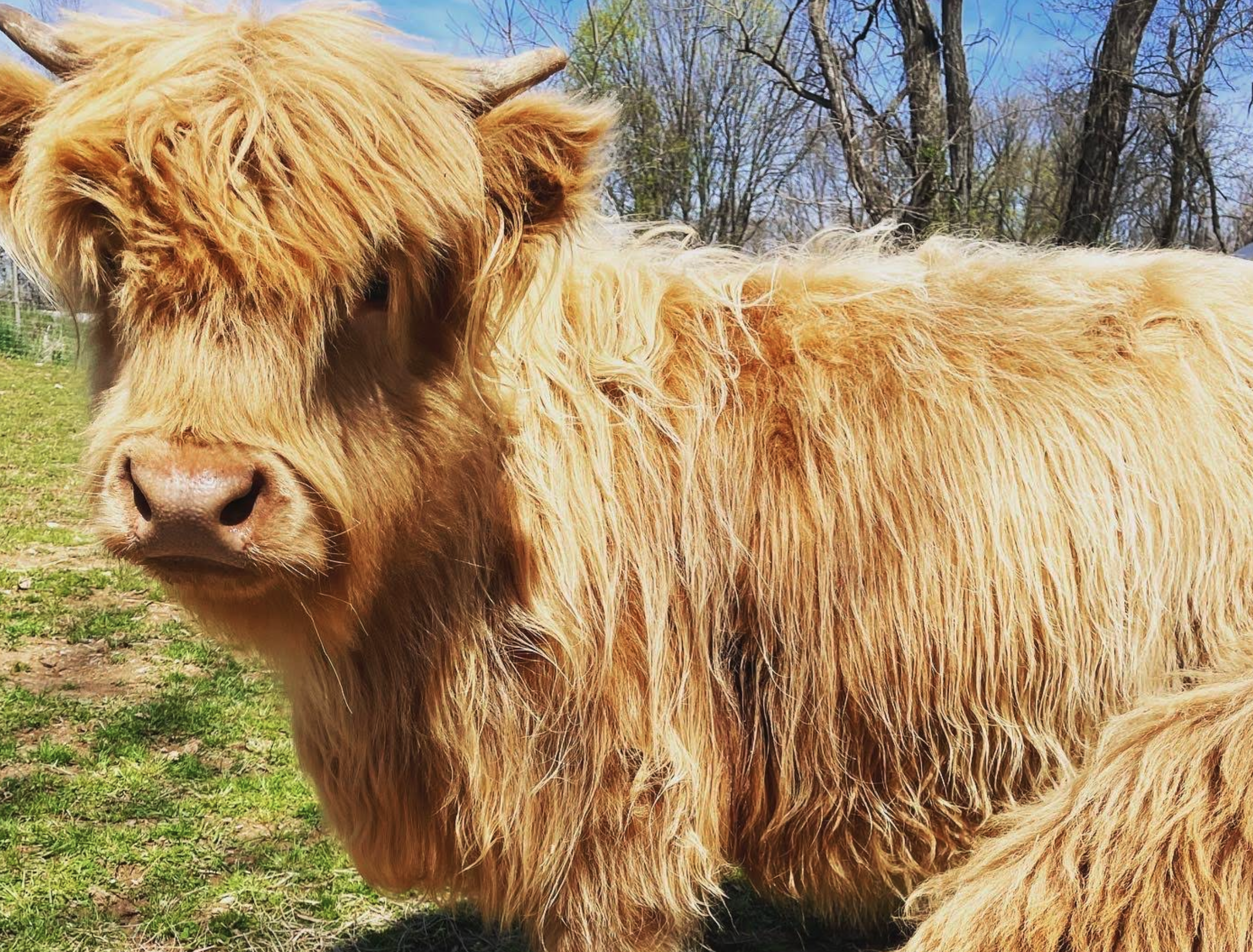 A close-up of a shaggy, golden-haired Highland cow standing on grassy ground, with trees and a blue sky in the background.