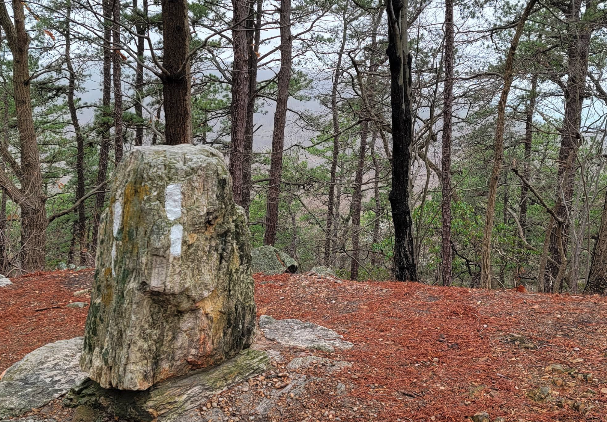 A weathered trail marker painted on a chunky, upright rock sits at the edge of a pine forest, surrounded by reddish fallen needles and scattered stones. Tall trees stretch into the misty distance, creating a peaceful woodland vibe—like the rock is proudly saying, “Yes, I am the official tour guide of this forest. Please admire my paint stripes.”