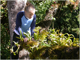 Female student observing plant life in a tree in the cloud forest canopy