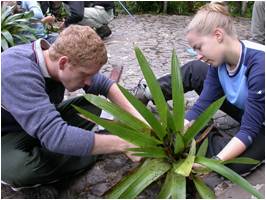 Students looking at bromeliad