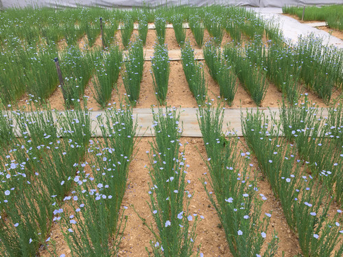 flowering flax in garden