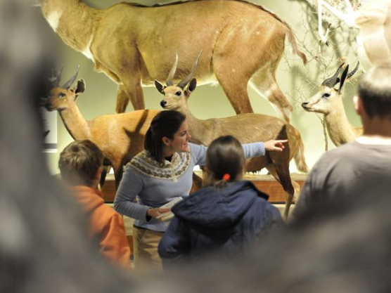 tour guide teaching children about elephants at the Oakes Museum.