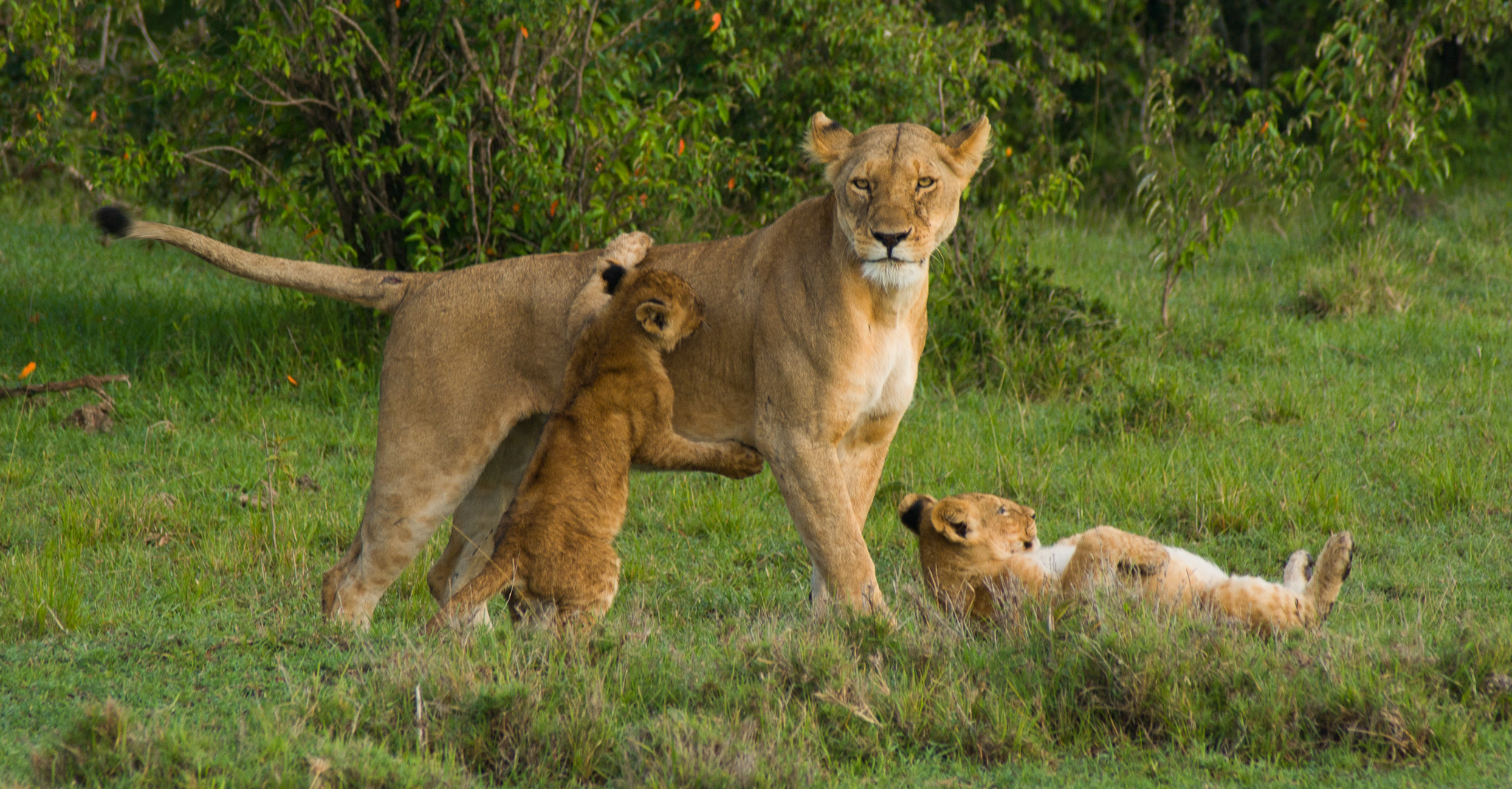Kenya lions
