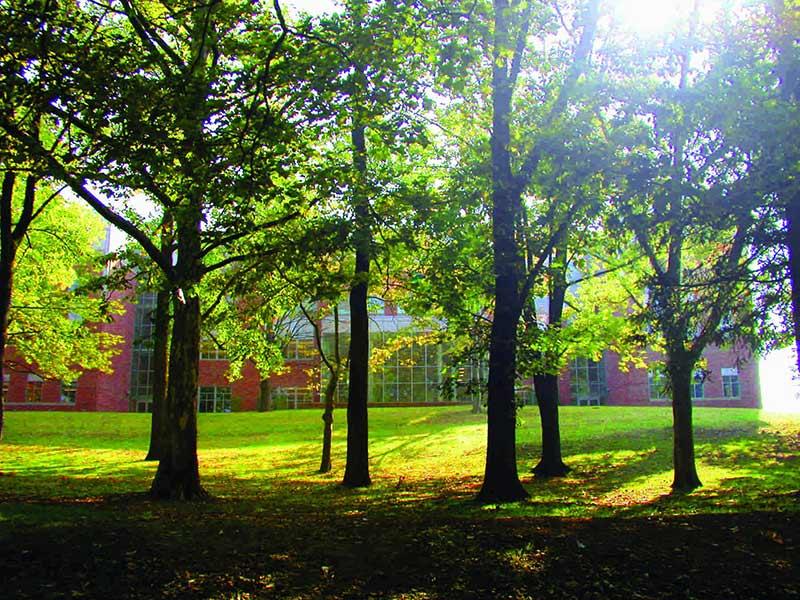 Trees in front of Boyer Hall.