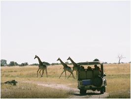 10 Giraffes