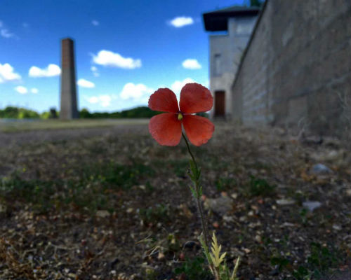 flower growing in concentration camp