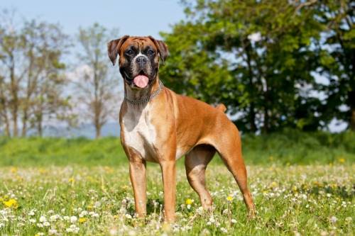 boxer dog