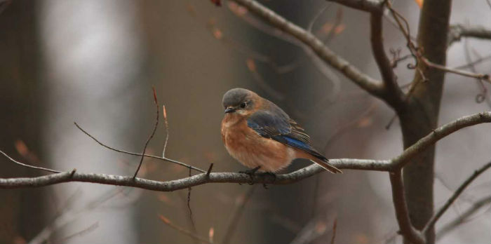 Eastern bluebird