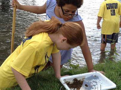 Photo of Curator Club participants looking at insects