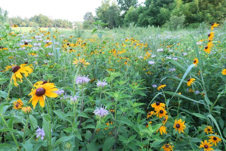 pollinator meadow