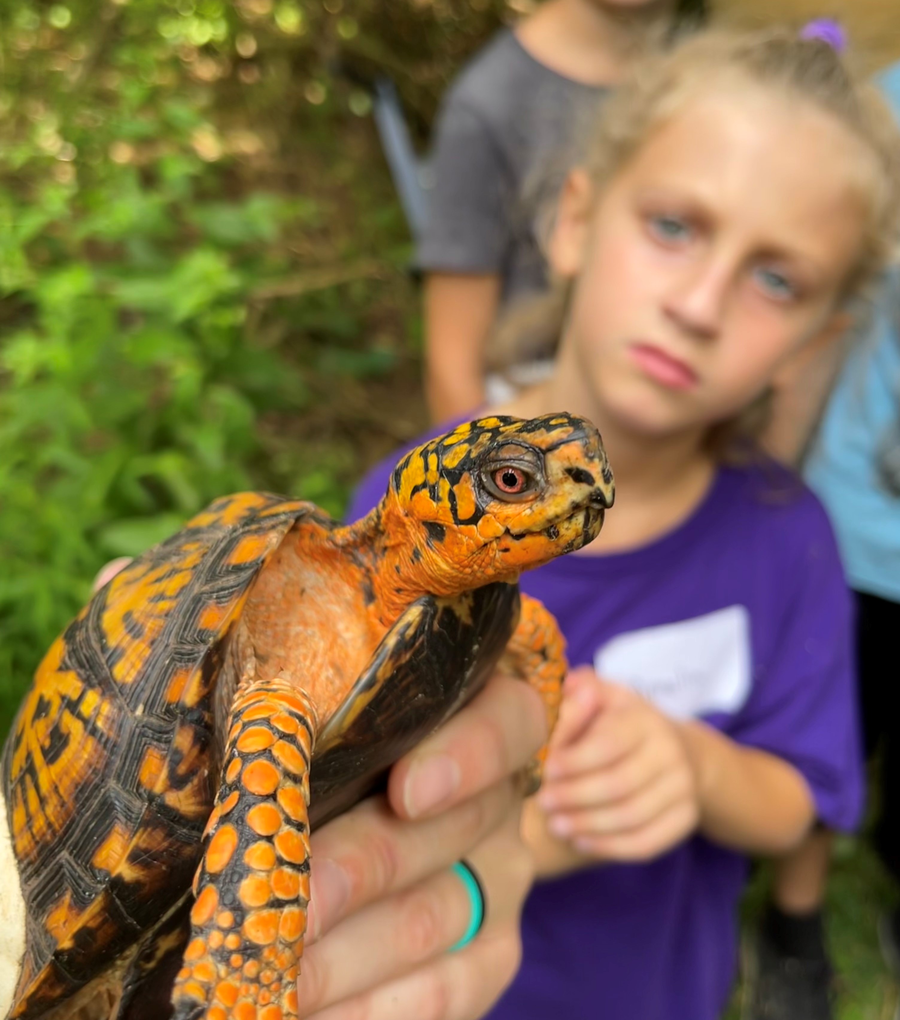 Girl looking at eastern box turtle