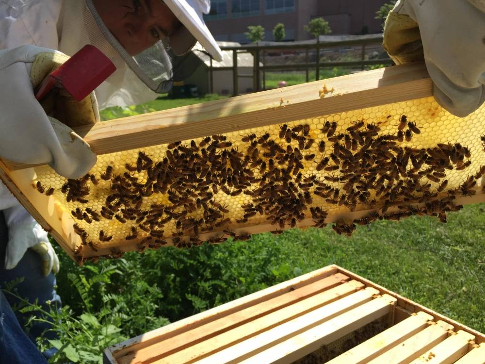 bees on a frame