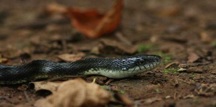 Black Rat Snake