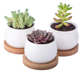 Mini succulent plants