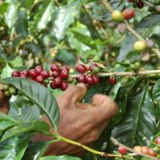 A picture of a farmer's hand, harvesting coffee beans.