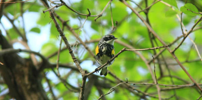 Yellow rumped warbler