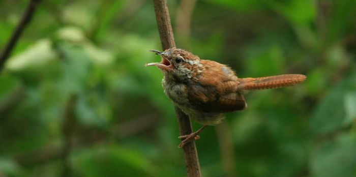 Carolina Wren