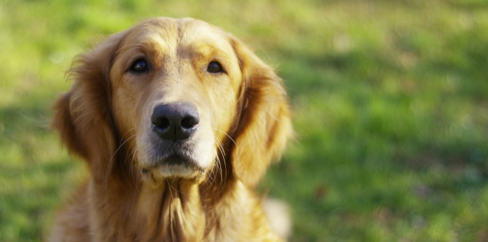 dog in grass