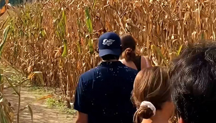 people walk through a corn maze
