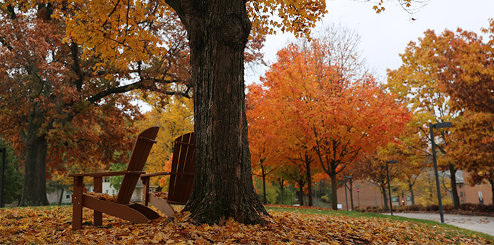 A brown chair sits by a tree. The ground is covered in fallen leaves. In the distance, trees with orange leaves line the sidewalk.