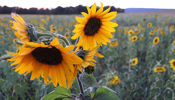 Three sunflowers grow in a field