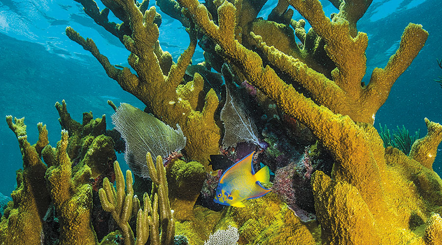 Photo of ocean with coral and fish