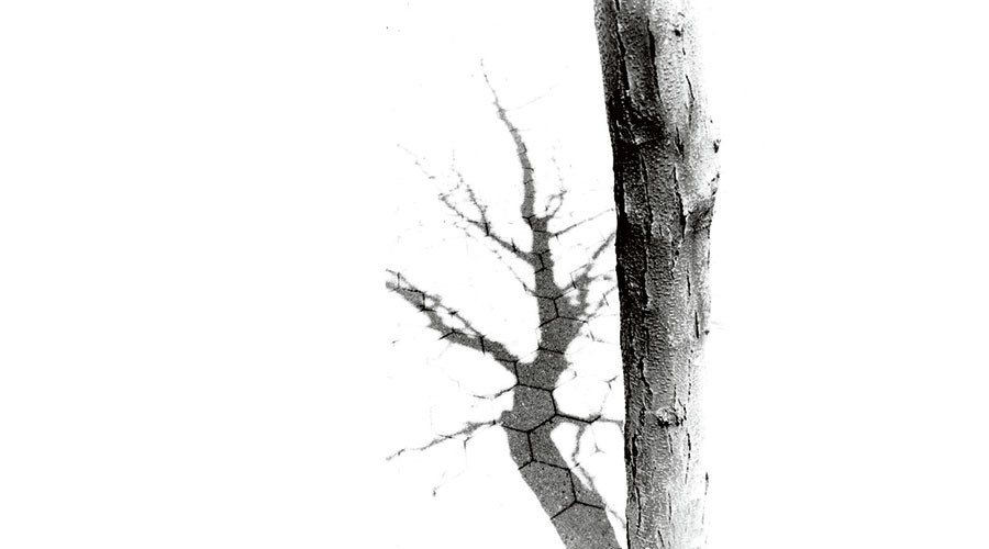 Black and white photo of single thin tree trunk in shadow