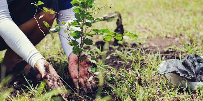 planting trees