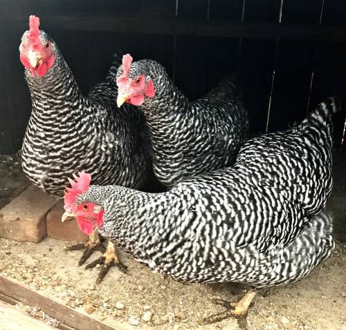 Barred Rock chickens