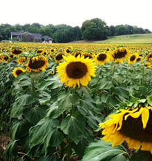 sunflower image