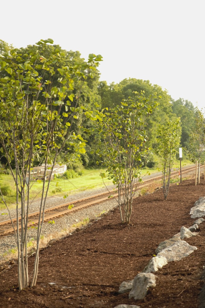 New trees planted in front of old main