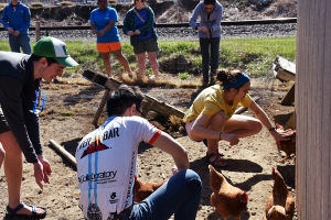 Herding on service day