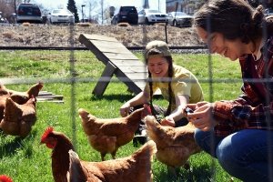 Enjoying the new chicken run