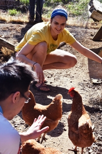 Lyndsay herds the chickens