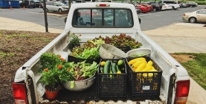 our first big harvest!