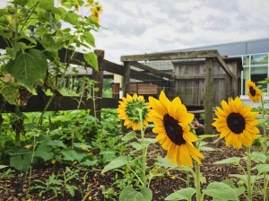 Sunflowers by The Garden