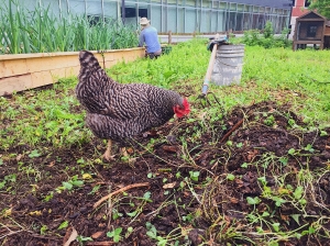 A wild chicken roams the garden!