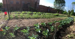 Our garden rows full of treasure