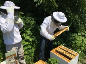 Brandon and Sawyer checking in on the bees