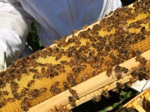A close up of the bees on their frame