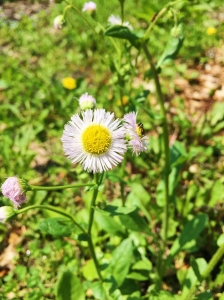 Flowers in the garden