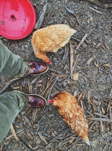 Chickens need loving too