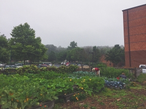 Garden view on a misty morning