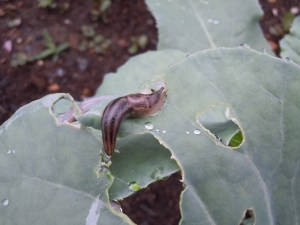 The dreaded slug, an enemy to the garden