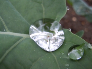 droplets on a cabbage leaf